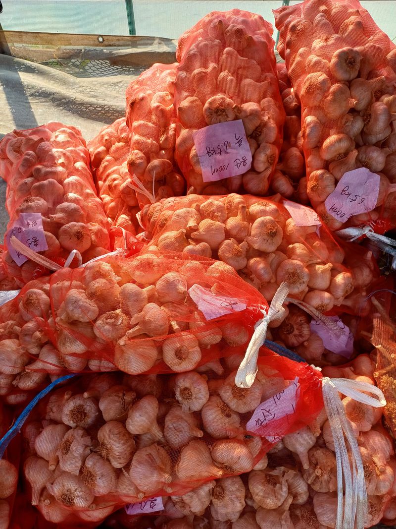 장터 상품 [홍산마늘] 썸네일