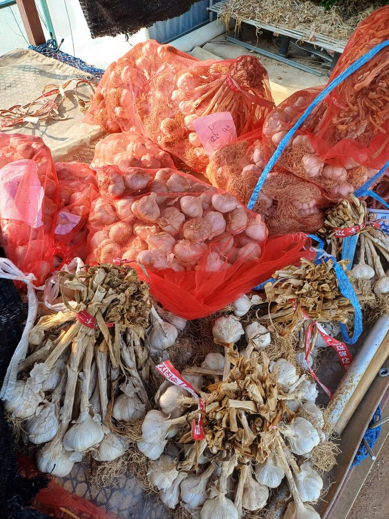 이철우님의 장터 판매 상품 [홍산마늘] 첨부 사진