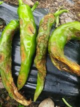 팜모닝 어떤 유기농자재 쓰세요?·참여글 게시글 이미지