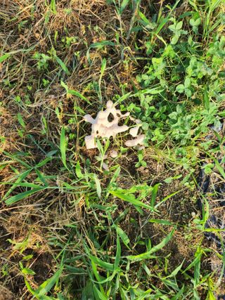 김병진님의 감 · 자유게시판 작성글 사진