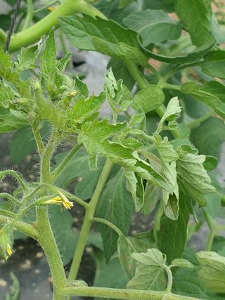 가온다온엄용수님의 기타작물 · 병해충상담 작성글 사진