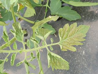 가온다온엄용수님의 기타작물 · 병해충상담 작성글 사진