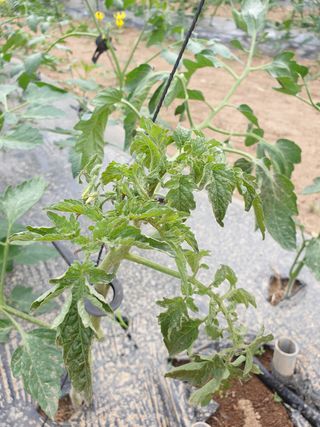 가온다온엄용수님의 기타작물 · 병해충상담 작성글 사진