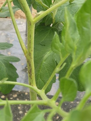 가온다온엄용수님의 기타작물 · 병해충상담 작성글 사진