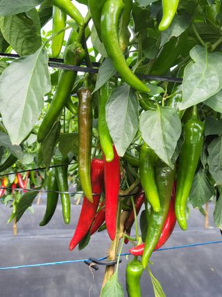 김종옥님의 고추 · 일상 작성글 사진