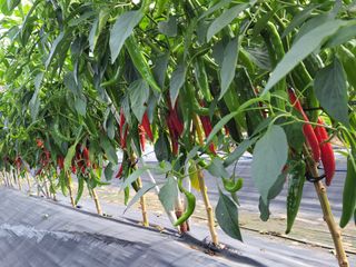 김종옥님의 고추 · 일상 작성글 사진