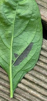 팜모닝 고추·병해충상담 게시글 이미지