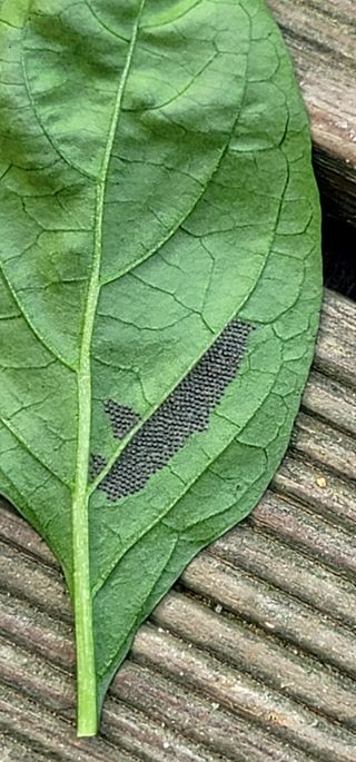 산조아자연인님의 고추 · 병해충상담 작성글 사진