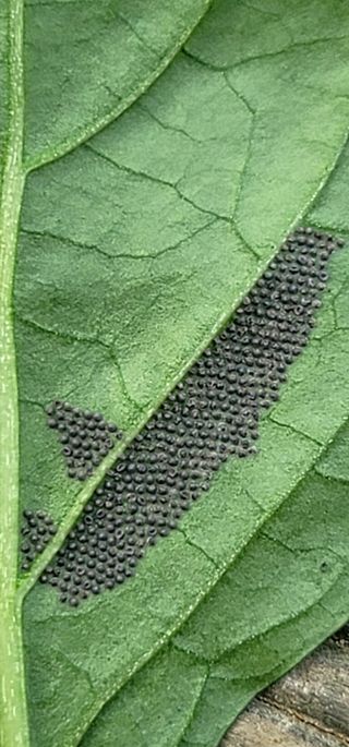 산조아자연인님의 고추 · 병해충상담 작성글 사진