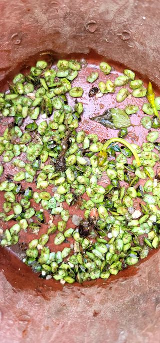 산조아자연인님의 고추 · 병해충상담 작성글 사진