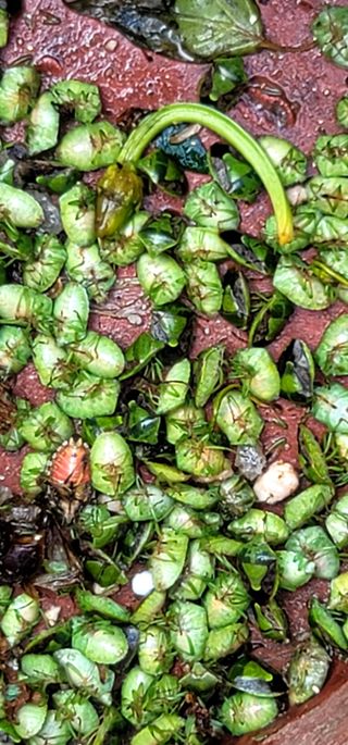 산조아자연인님의 고추 · 병해충상담 작성글 사진