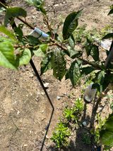 팜모닝 감·자유게시판 게시글 이미지