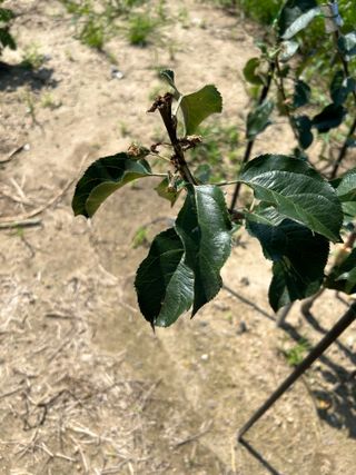 금강농원님의 감 · 자유게시판 작성글 사진