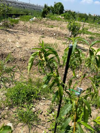 금강농원님의 감 · 자유게시판 작성글 사진