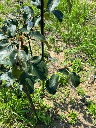 금강농원님의 감 · 자유게시판 작성글 사진