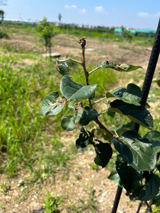 금강농원님의 감 · 자유게시판 작성글 사진