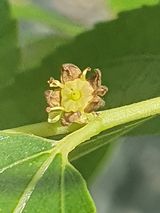 팜모닝 기타작물·병해충상담 게시글 이미지