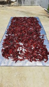 팜모닝 고추·수확 게시글 이미지