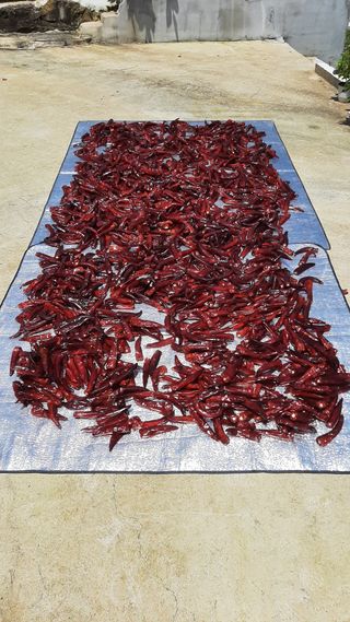 배상권님의 고추 · 수확 작성글 사진