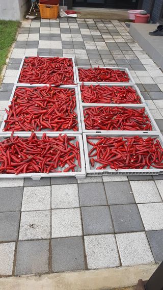 배상권님의 고추 · 수확 작성글 사진
