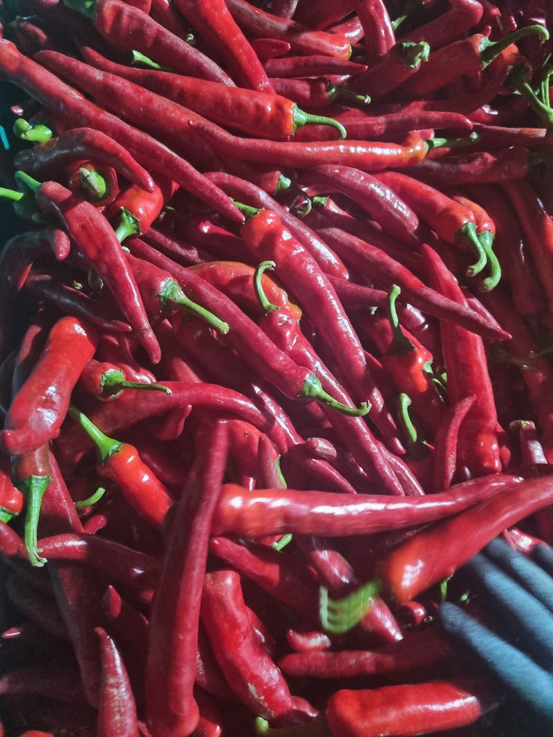 장터 상품 [23년 해남 고추 물고추 홍고추 10kg] 썸네일