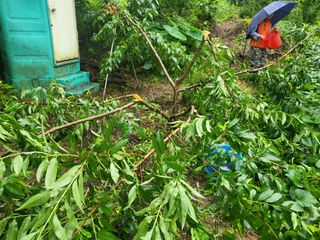 액티브맨님의 복숭아 · 자유게시판 작성글 사진