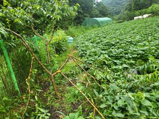 액티브맨님의 복숭아 · 자유게시판 작성글 사진