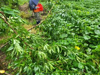 액티브맨님의 복숭아 · 자유게시판 작성글 사진