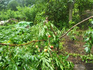액티브맨님의 복숭아 · 자유게시판 작성글 사진
