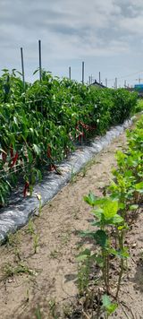 팜모닝 고추·수확 게시글 이미지