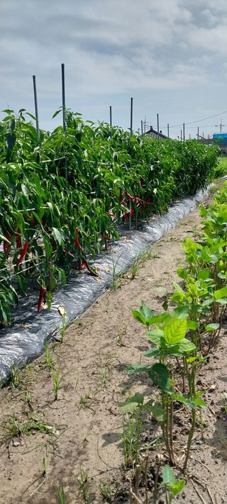 주말 텃밭 농부님의 고추 · 수확 작성글 사진