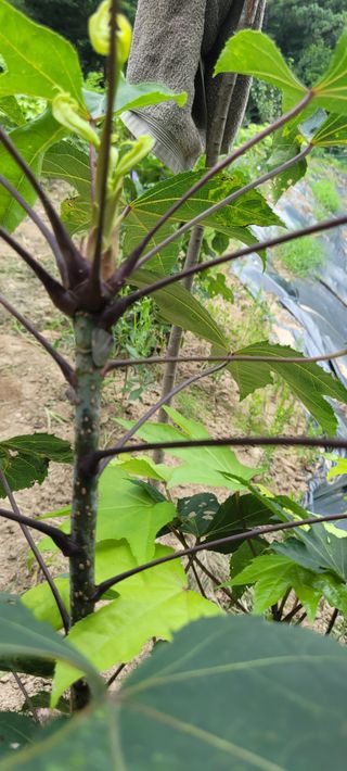 신현덕님의 팜모닝 병해충 연구회 · 병해충상담 작성글 사진