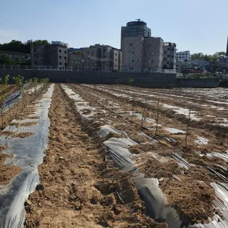 이은숙님의 자두 · 병해충상담 작성글 사진