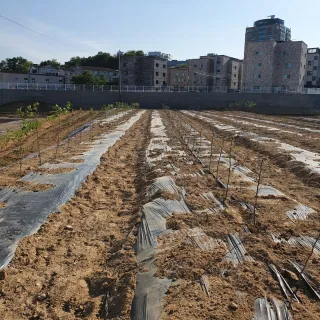 이은숙님의 자두 · 병해충상담 작성글 사진