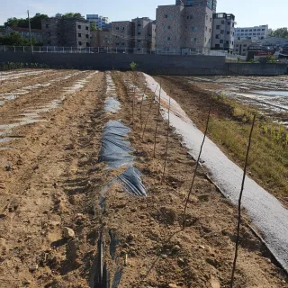 이은숙님의 자두 · 병해충상담 작성글 사진