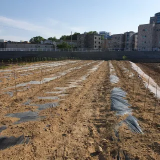 이은숙님의 자두 · 병해충상담 작성글 사진