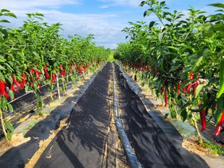 커피나무님의 고추 · 수확 작성글 사진