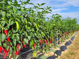 커피나무님의 고추 · 수확 작성글 사진