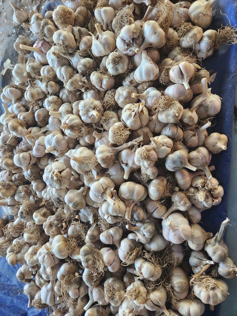 장터 상품 [홍산마늘] 썸네일