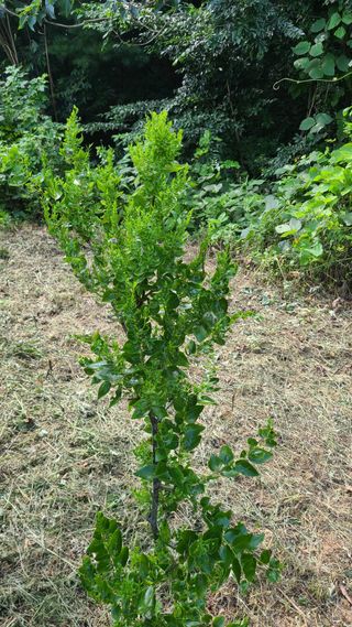 지효원님의 팜모닝 병해충 연구회 · 병해충상담 작성글 사진