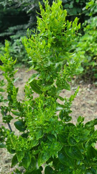 지효원님의 팜모닝 병해충 연구회 · 병해충상담 작성글 사진