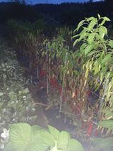 팜모닝 고추·병해충상담 게시글 이미지