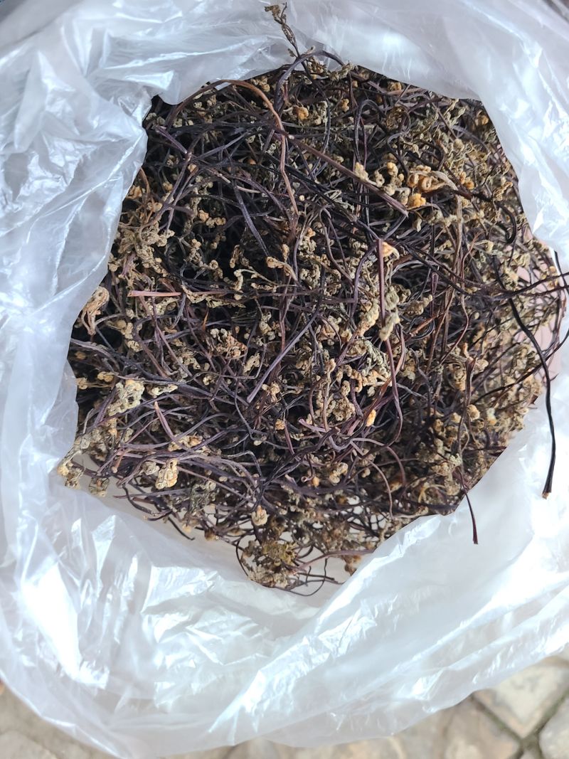 장터 상품 [건고사리 ] 썸네일