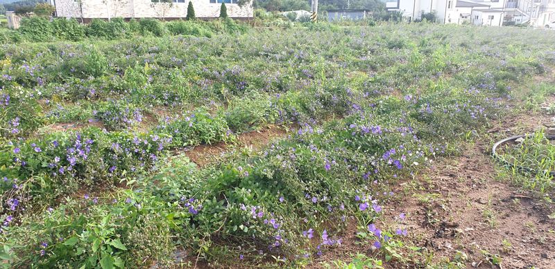 강필구님의 장터 판매 상품 [슈퍼도라지 밭 1000평] 첨부 사진