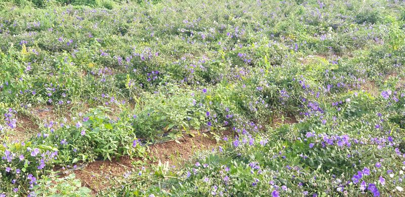 강필구님의 장터 판매 상품 [슈퍼도라지 밭 1000평] 첨부 사진