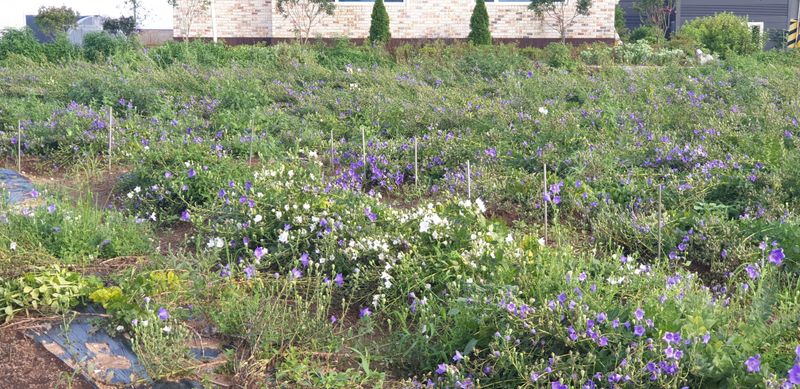 강필구님의 장터 판매 상품 [슈퍼도라지 밭 1000평] 첨부 사진