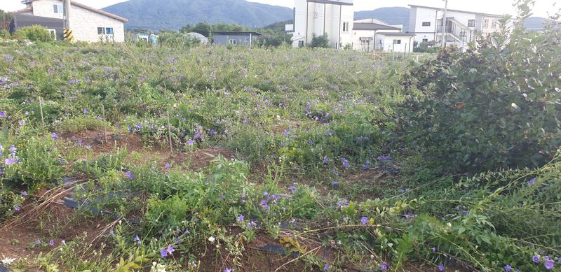 강필구님의 장터 판매 상품 [슈퍼도라지 밭 1000평] 첨부 사진