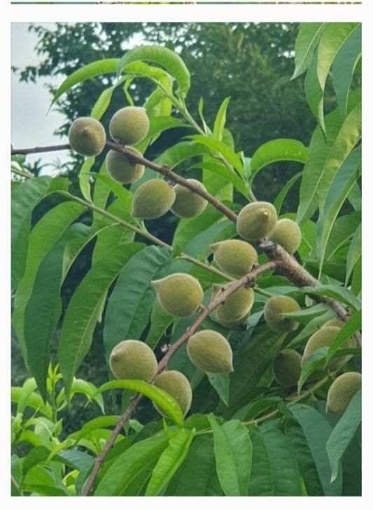 농산물에 진심구병안님의 장터 판매 상품 [개복숭아10kg] 첨부 사진