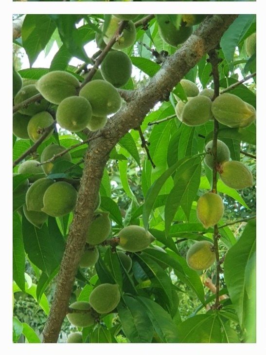 농산물에 진심구병안님의 장터 판매 상품 [개복숭아10kg] 첨부 사진