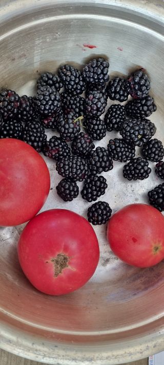 대삼팜스빌리지님의 자유주제 · 자유게시판 작성글 사진